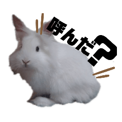 [LINEスタンプ] プリンフェスティバル