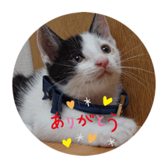 [LINEスタンプ] るちぇ、の日常語