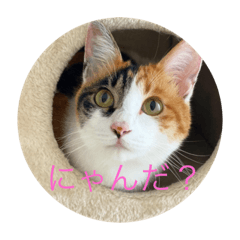 [LINEスタンプ] 三毛猫つむぎ