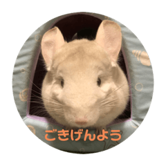 [LINEスタンプ] たんけーさんちのチル