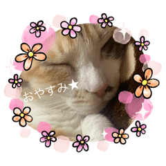 [LINEスタンプ] もこちの日常