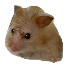 [LINEスタンプ] ごんぐのすたんぷ