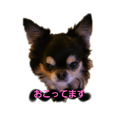 [LINEスタンプ] がんちゃんの毎日