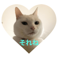 [LINEスタンプ] 白猫にゃ〜です