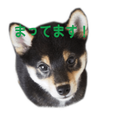 [LINEスタンプ] 豆柴ここあ