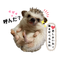 [LINEスタンプ] ハリネズミのカクタス君