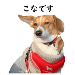 [LINEスタンプ] 犬のこなつスタンプ2