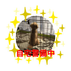 [LINEスタンプ] フィコ＆かえで