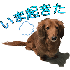 [LINEスタンプ] 実写わんこスタンプ ダックス編
