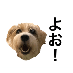 [LINEスタンプ] ジャック太郎