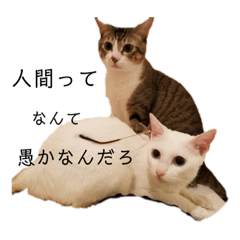 [LINEスタンプ] 猫の自己満スタンプ