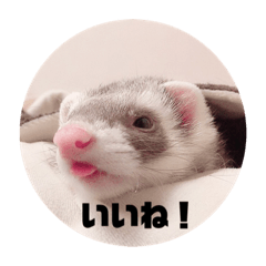 [LINEスタンプ] 我が家のぴの氏( ^ω^ )
