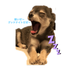 [LINEスタンプ] ウルぼうの1日