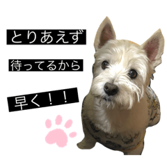 [LINEスタンプ] ブランくんstamp