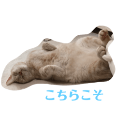 [LINEスタンプ] うたまろスタンプ②よく使う編