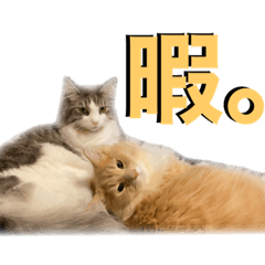 [LINEスタンプ] うちの猫たち。④