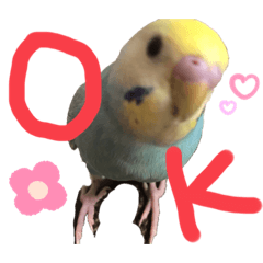 [LINEスタンプ] 鳥さんと愉快なギョロ目ちゃん