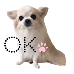 [LINEスタンプ] 愛犬ルーちゃんのスタンプ