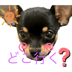 [LINEスタンプ] チワワスムースのルル