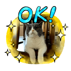 [LINEスタンプ] イケにゃんスタンプ