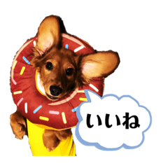 [LINEスタンプ] ミニチュアダックスフンドのダーコ日本語