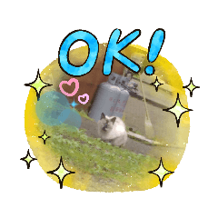 [LINEスタンプ] 動物達全員集合〜