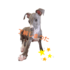 [LINEスタンプ] イタグレ  そらくん