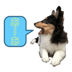 [LINEスタンプ] シェルティ 来