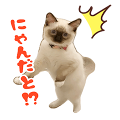 [LINEスタンプ] 世界の諭吉