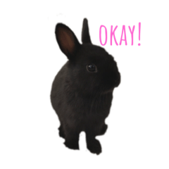 [LINEスタンプ] 黒うさぎ/ネザーランドドワーフ