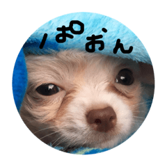 [LINEスタンプ] とろろのまいにち