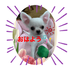 [LINEスタンプ] 可愛いチワワちゃんの日常