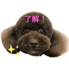[LINEスタンプ] 安田のトイプードル達