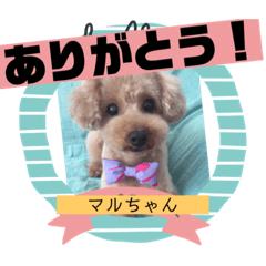 [LINEスタンプ] 足もみ屋さんの癒し犬まるちゃんです♪