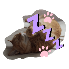 [LINEスタンプ] 茶トラのケンタ