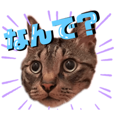 [LINEスタンプ] ティンとジャム