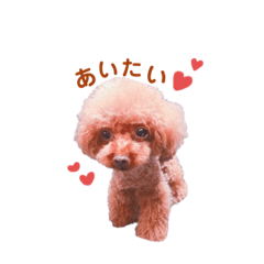 [LINEスタンプ] 愛犬くうちゃんのスタンプ