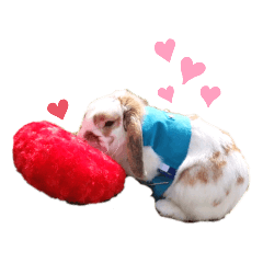 [LINEスタンプ] うさぎのラピスくん