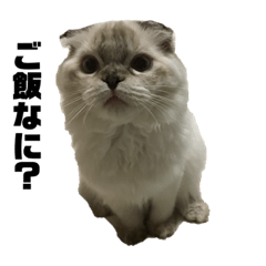 [LINEスタンプ] 有岡家の猫