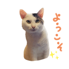 [LINEスタンプ] ふじくんの日常