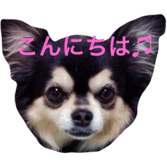 [LINEスタンプ] 小太りのチワワ はな