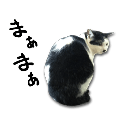 [LINEスタンプ] にゃんこ にゅー らいふ 2.2