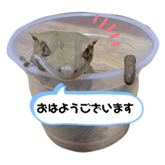 [LINEスタンプ] 可愛いヤモリーズ編集