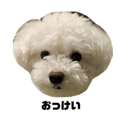 [LINEスタンプ] ぼくの名前は、ぽむ。