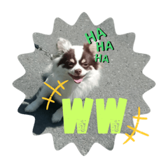 [LINEスタンプ] チワワのラッキー2♪
