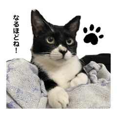 [LINEスタンプ] それがしの猫2