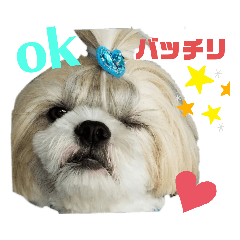 [LINEスタンプ] シーズーマックン