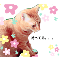 [LINEスタンプ] 中澤家の猫
