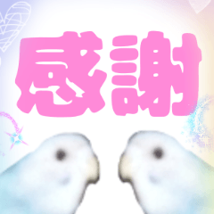 [LINEスタンプ] 実写インコのデカ文字