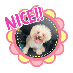 [LINEスタンプ] 僕チャーリー